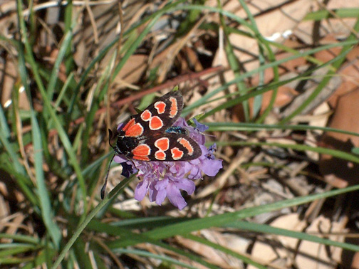 Zygaena carniolica